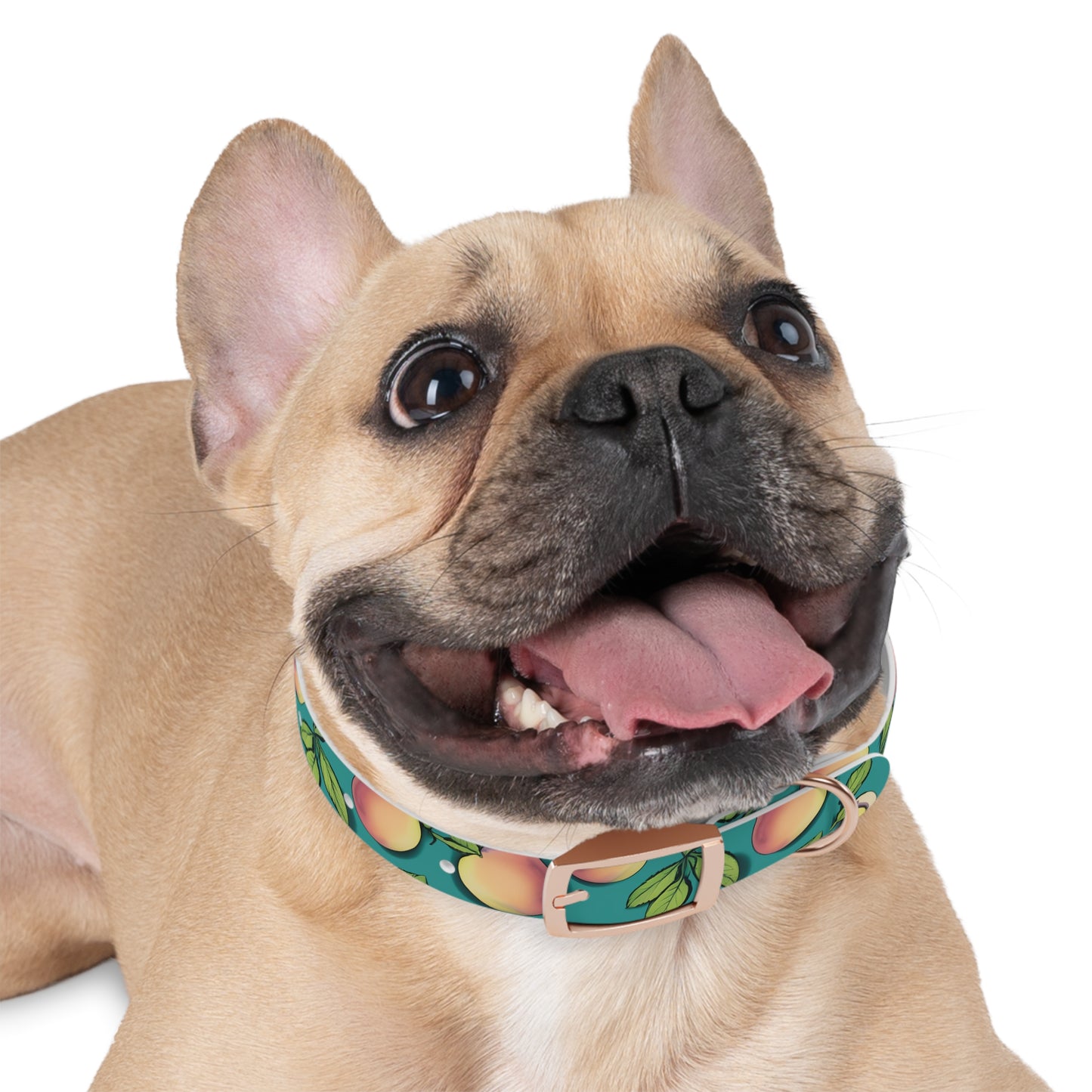 Apples Dog Collar