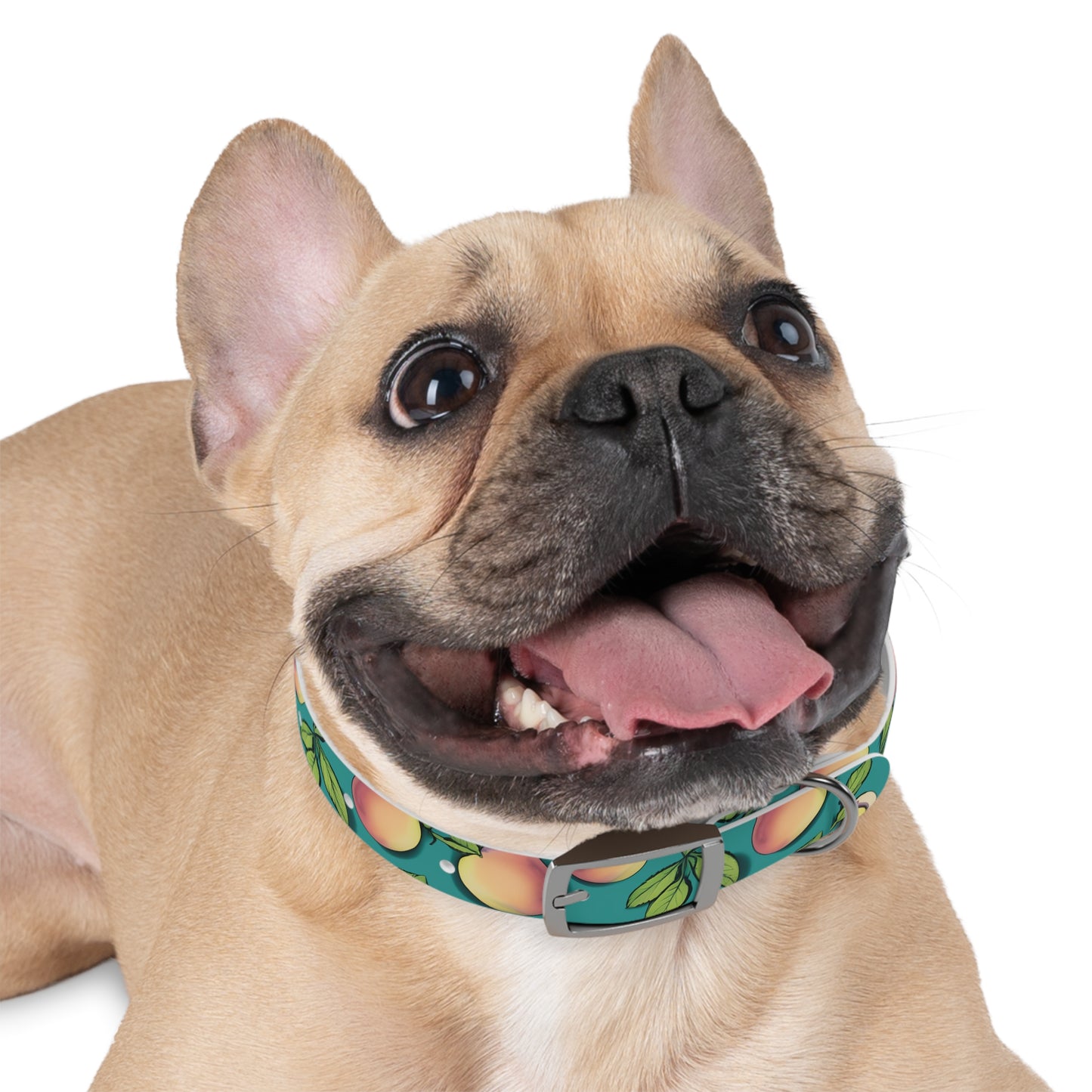 Apples Dog Collar