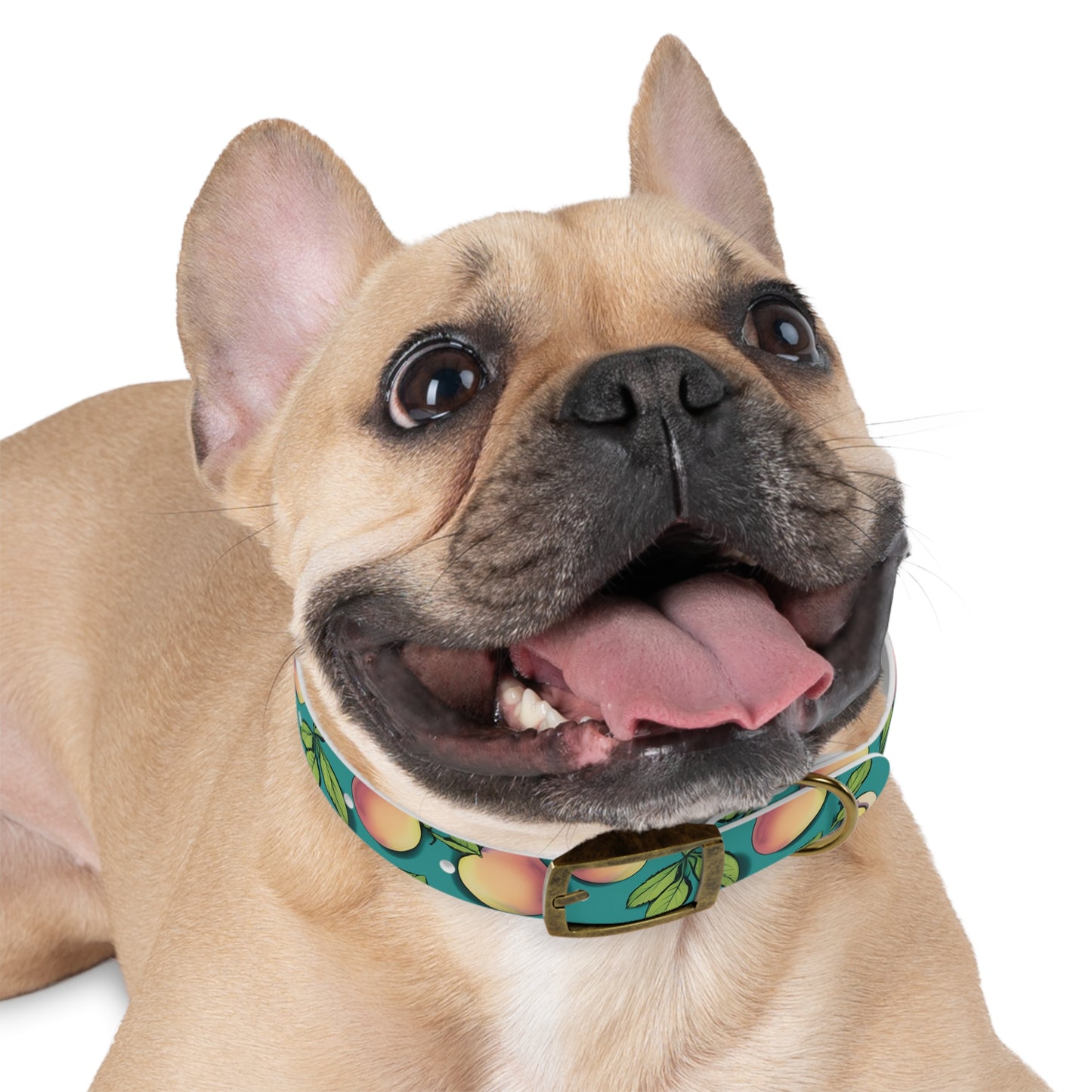 Apples Dog Collar