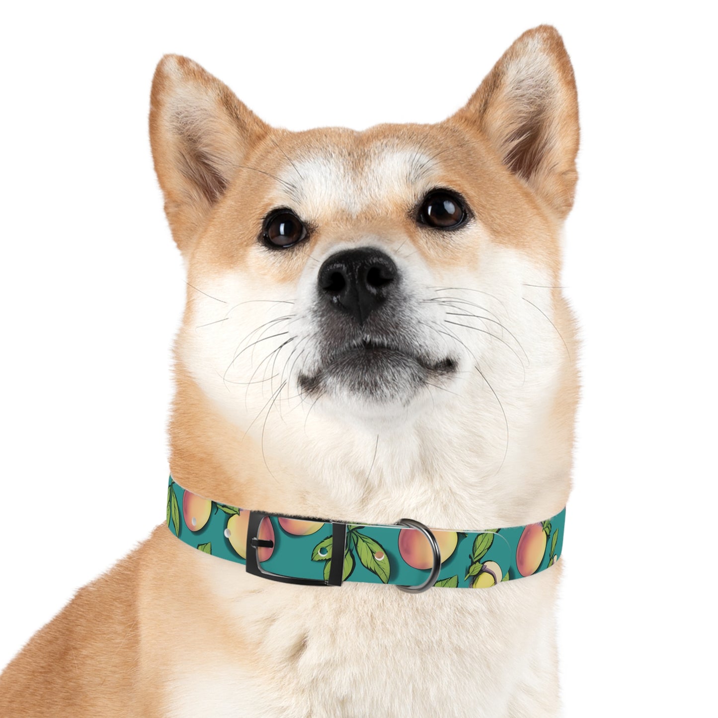 Apples Dog Collar