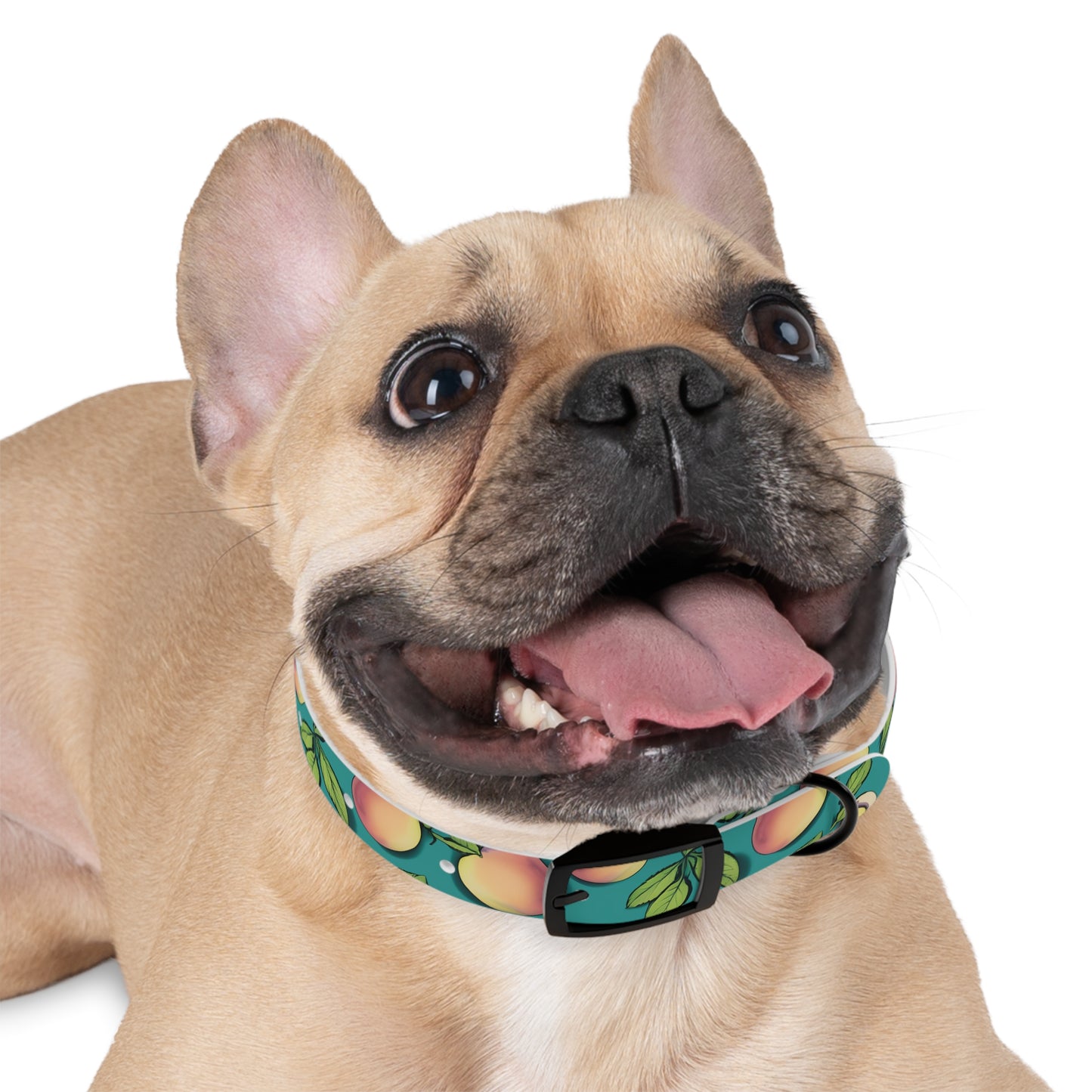 Apples Dog Collar