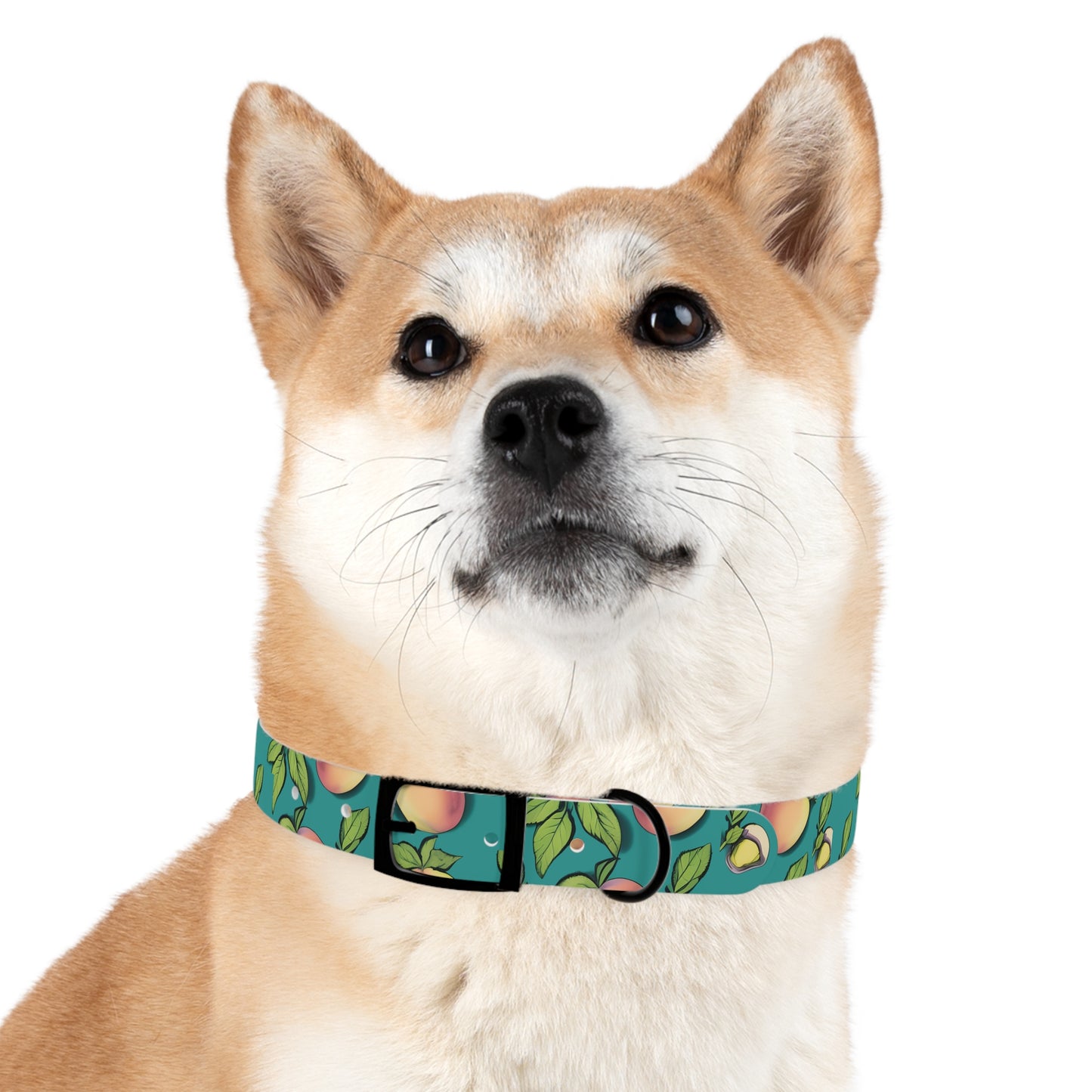 Apples Dog Collar